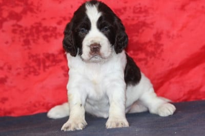 Les chiots de English Springer Spaniel