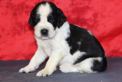 Les chiots de English Springer Spaniel