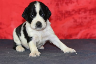 Les chiots de English Springer Spaniel