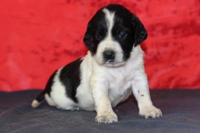 Les chiots de English Springer Spaniel