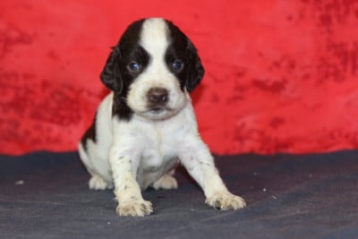 Les chiots de English Springer Spaniel