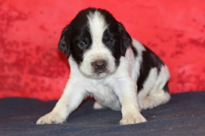 Les chiots de English Springer Spaniel