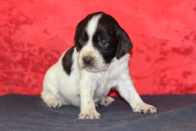 Les chiots de English Springer Spaniel