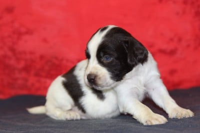 Les chiots de English Springer Spaniel