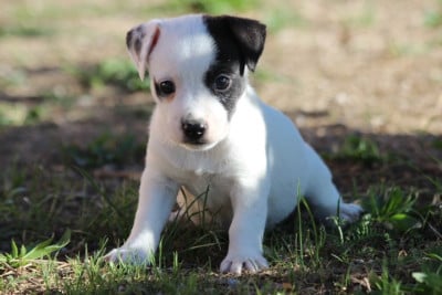 Les chiots de Jack Russell Terrier