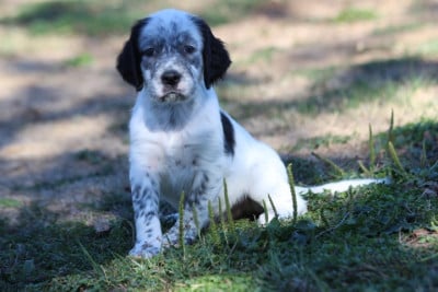 Les chiots de Setter Anglais