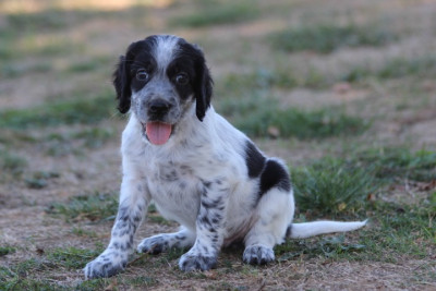 Les chiots de Setter Anglais