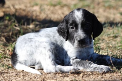Les chiots de Setter Anglais