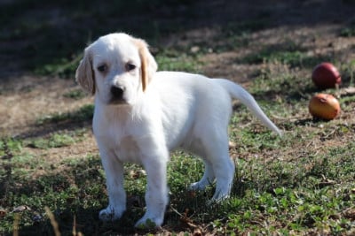 Les chiots de Setter Anglais
