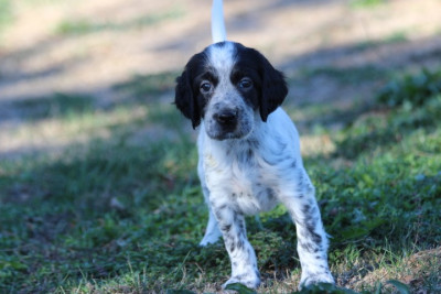 Les chiots de Setter Anglais