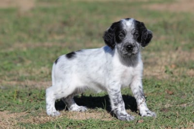 Les chiots de Setter Anglais