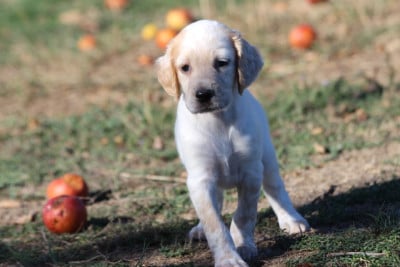 Les chiots de Setter Anglais