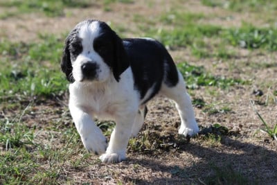 Les chiots de English Springer Spaniel