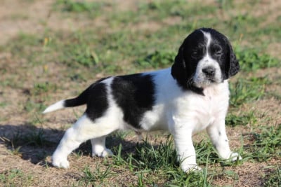 Les chiots de English Springer Spaniel