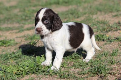 Les chiots de English Springer Spaniel