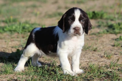 Les chiots de English Springer Spaniel
