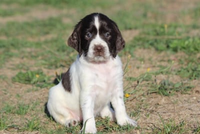Les chiots de English Springer Spaniel