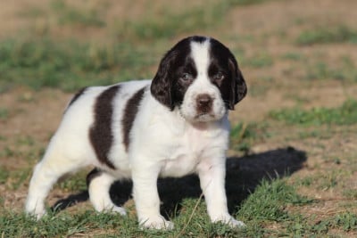 Les chiots de English Springer Spaniel
