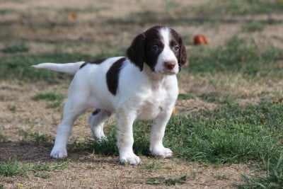 Les chiots de Epagneul Français