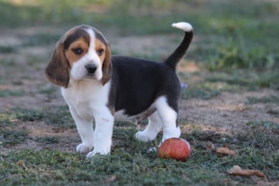 Les chiots de Beagle