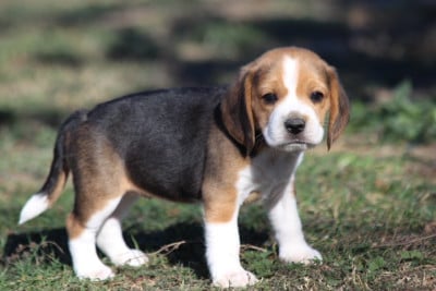 Les chiots de Beagle