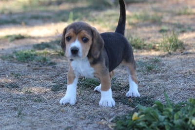 Les chiots de Beagle