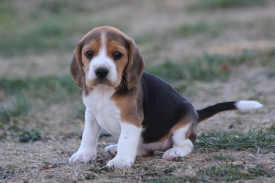 Les chiots de Beagle