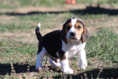 Les chiots de Beagle
