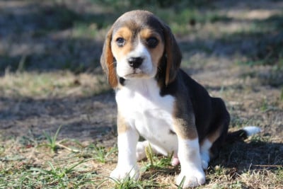 Les chiots de Beagle