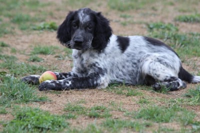 Les chiots de Setter Anglais