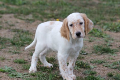 Les chiots de Setter Anglais