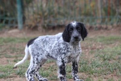 Les chiots de Setter Anglais