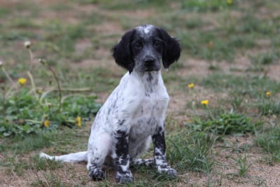 Les chiots de Setter Anglais
