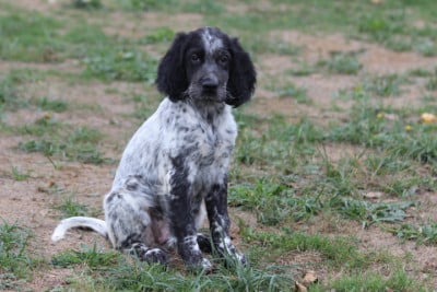 Les chiots de Setter Anglais