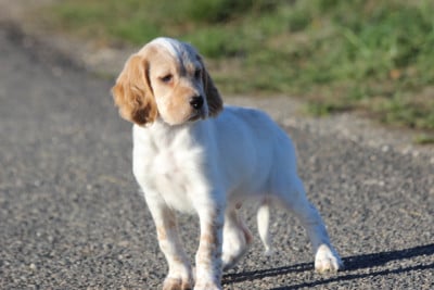 Les chiots de Setter Anglais