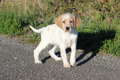 Les chiots de Setter Anglais