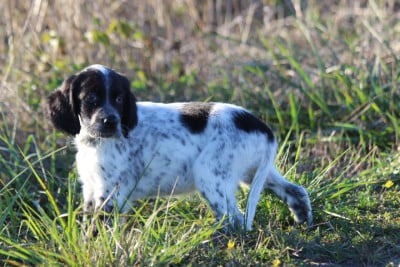 Les chiots de Setter Anglais
