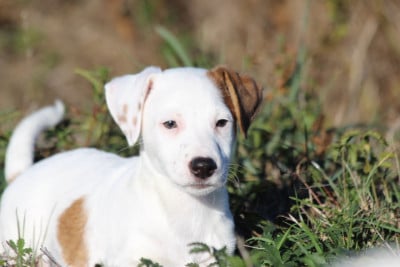 Les chiots de Jack Russell Terrier