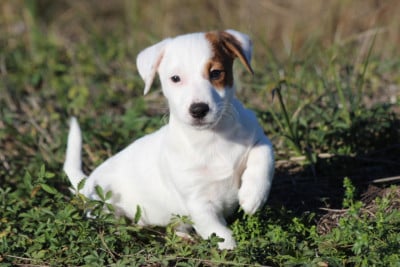 Les chiots de Jack Russell Terrier