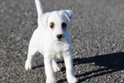 Les chiots de Jack Russell Terrier