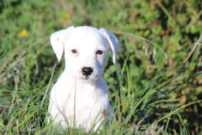 Les chiots de Jack Russell Terrier