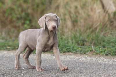 Les chiots de Braque de Weimar