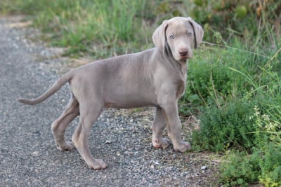 Les chiots de Braque de Weimar