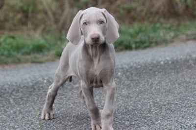 Les chiots de Braque de Weimar