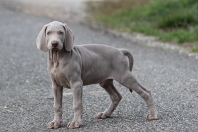Les chiots de Braque de Weimar