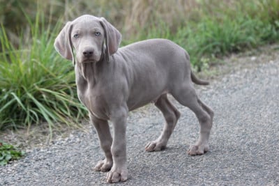 Les chiots de Braque de Weimar