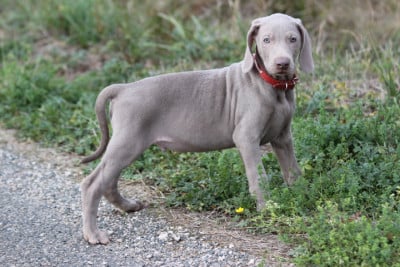 Les chiots de Braque de Weimar