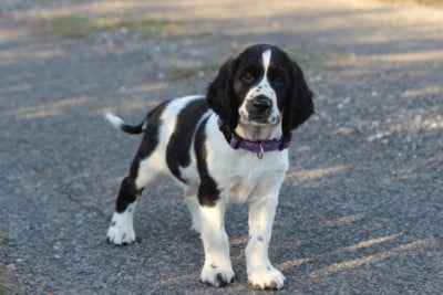 MALE 1 - English Springer Spaniel