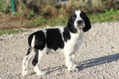 MALE 2 - English Springer Spaniel