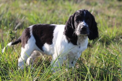 MALE 3 - English Springer Spaniel